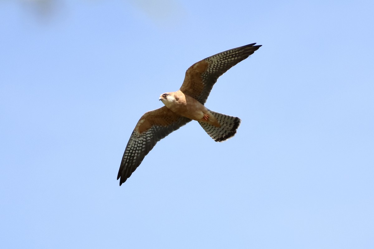 Red-footed Falcon - ML618660493