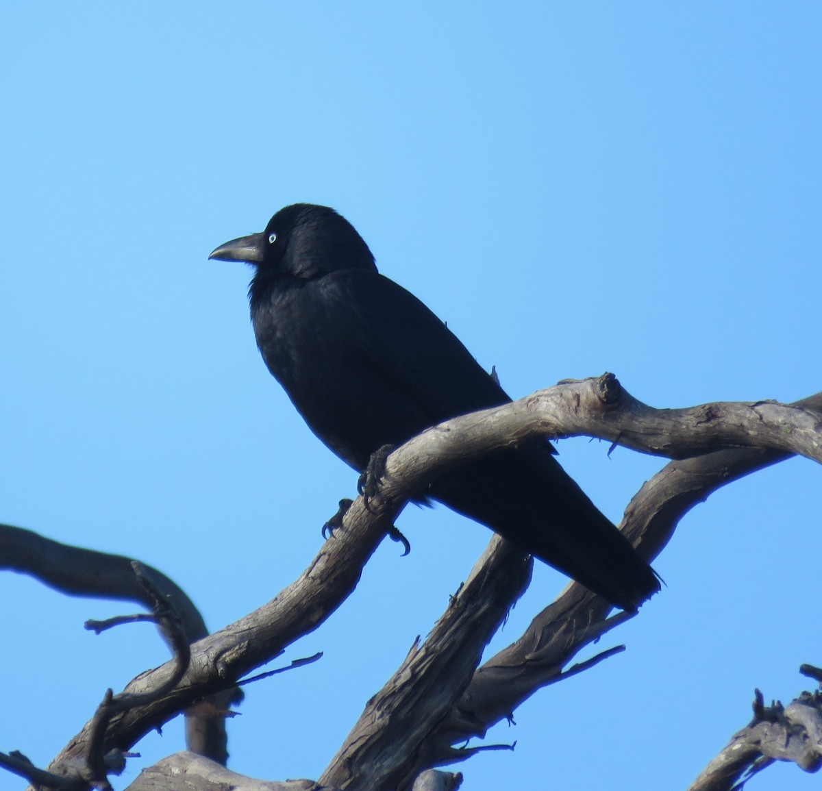 Corbeau de Tasmanie - ML618660521