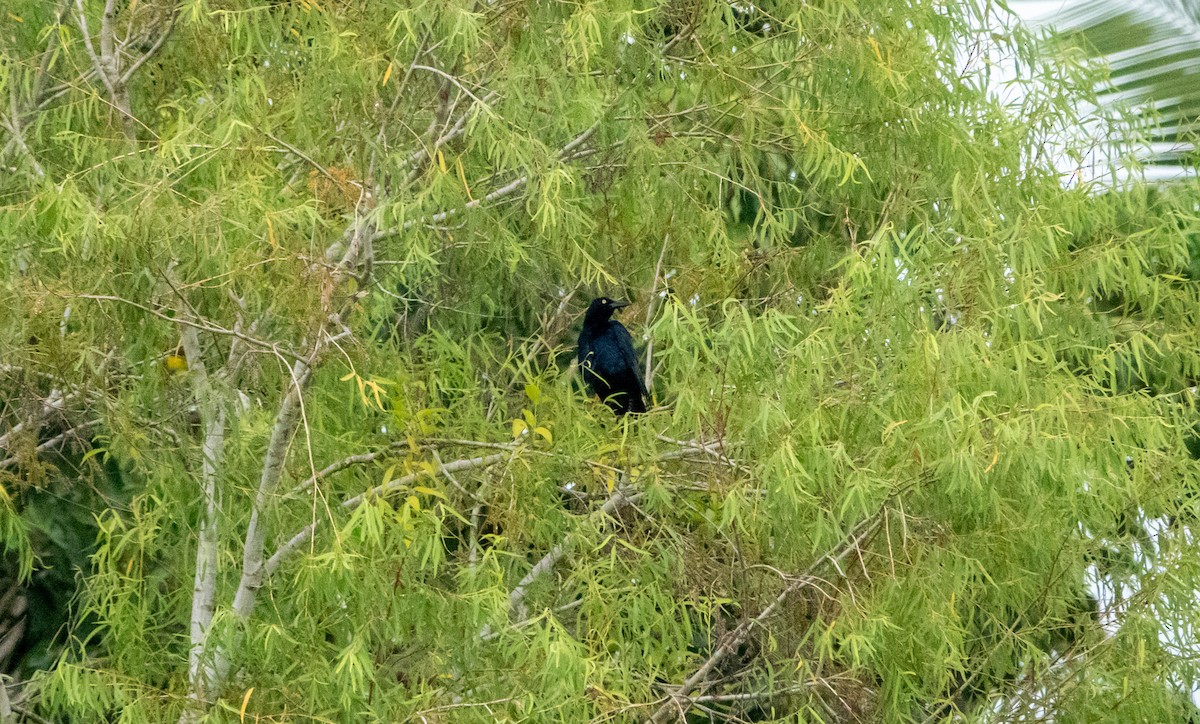 Great-tailed Grackle - ML618660525