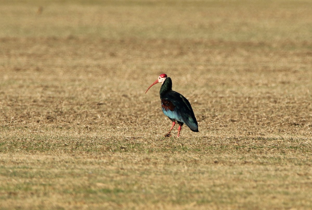 ibis jihoafrický - ML618660549