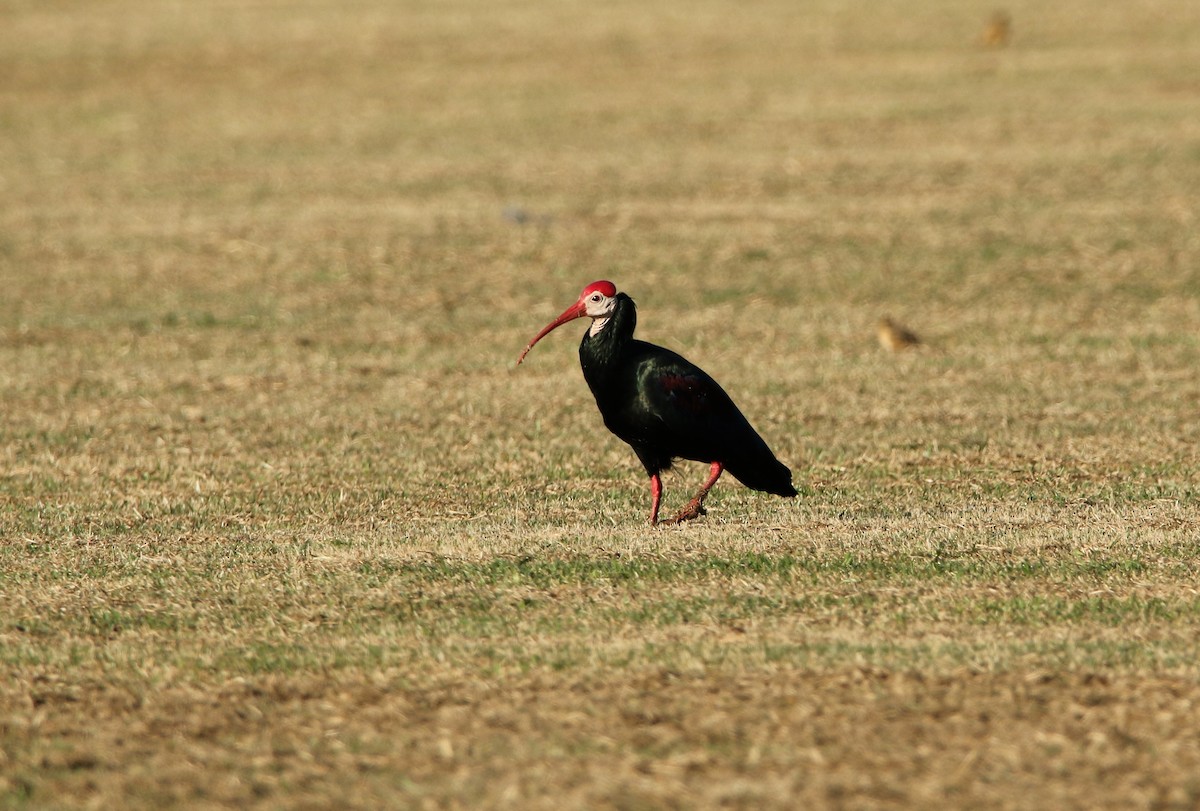 ibis jihoafrický - ML618660550