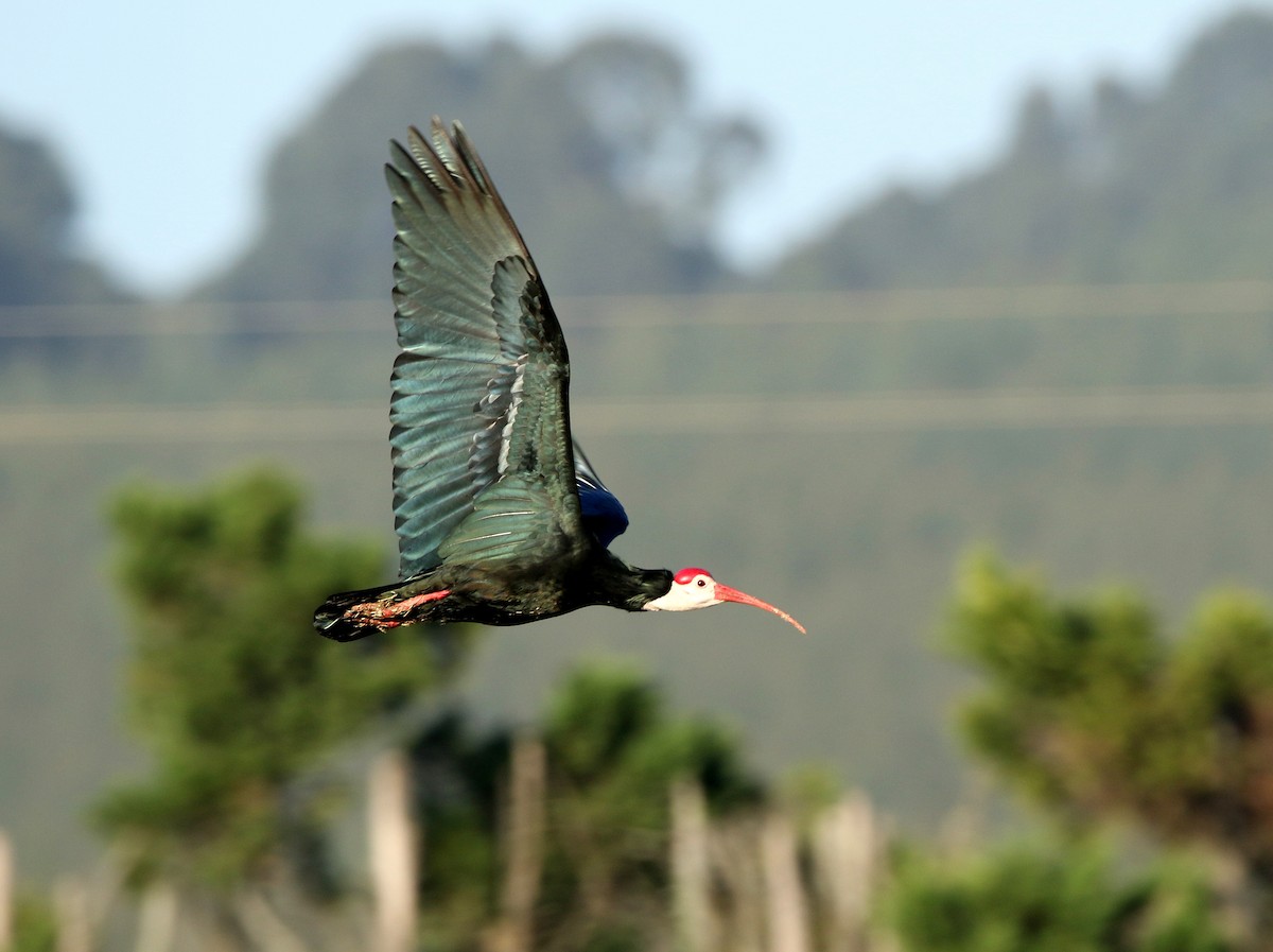 ibis jihoafrický - ML618660551