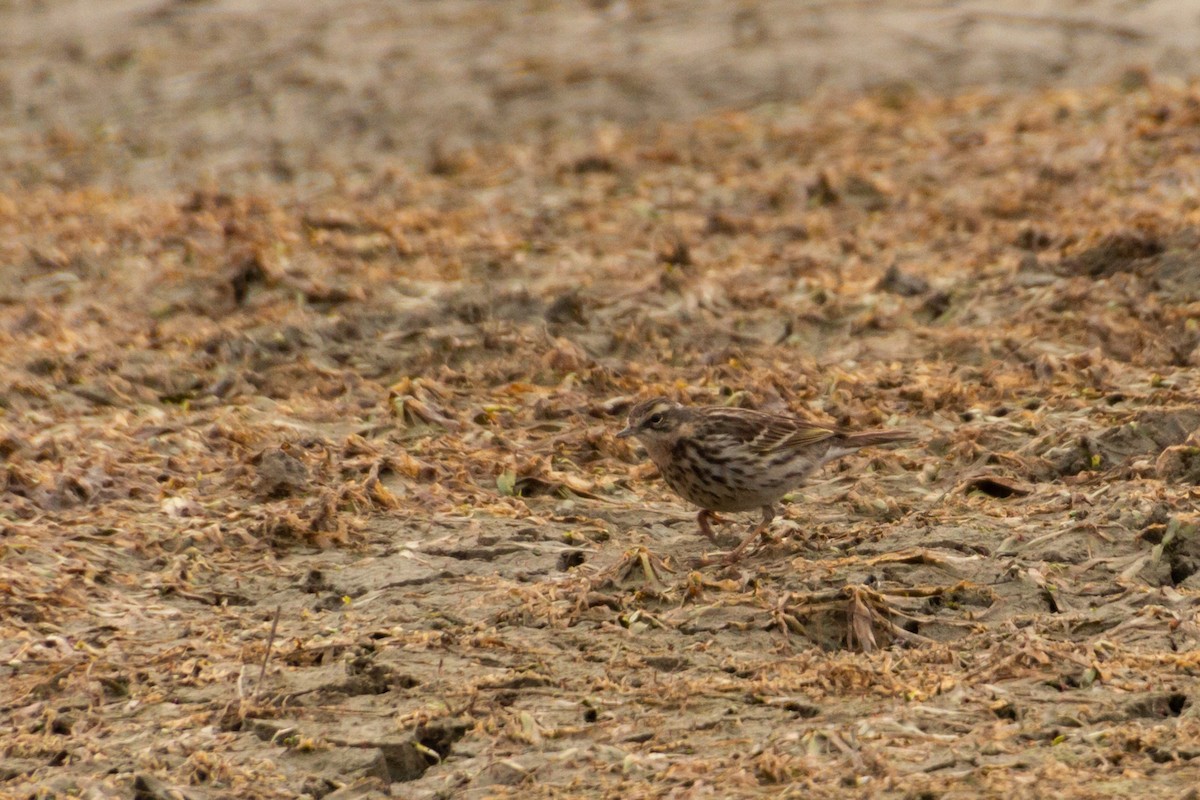 Rosy Pipit - ML618660615