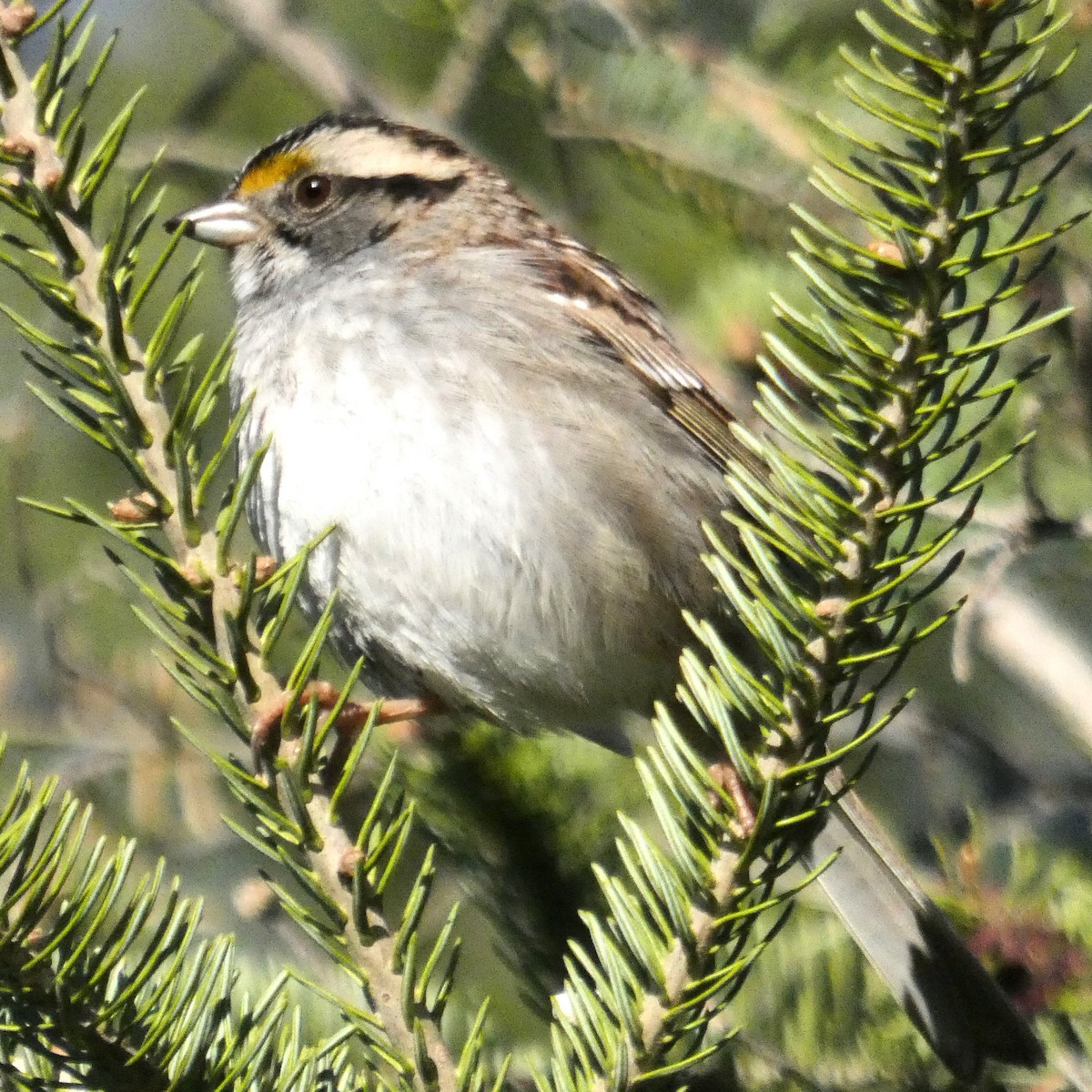 White-throated Sparrow - Aarre Ertolahti