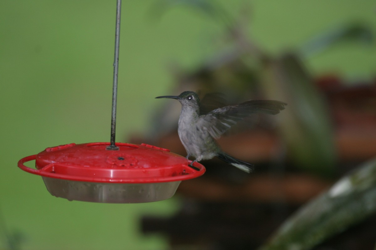 Gray-breasted Sabrewing - ML618660693