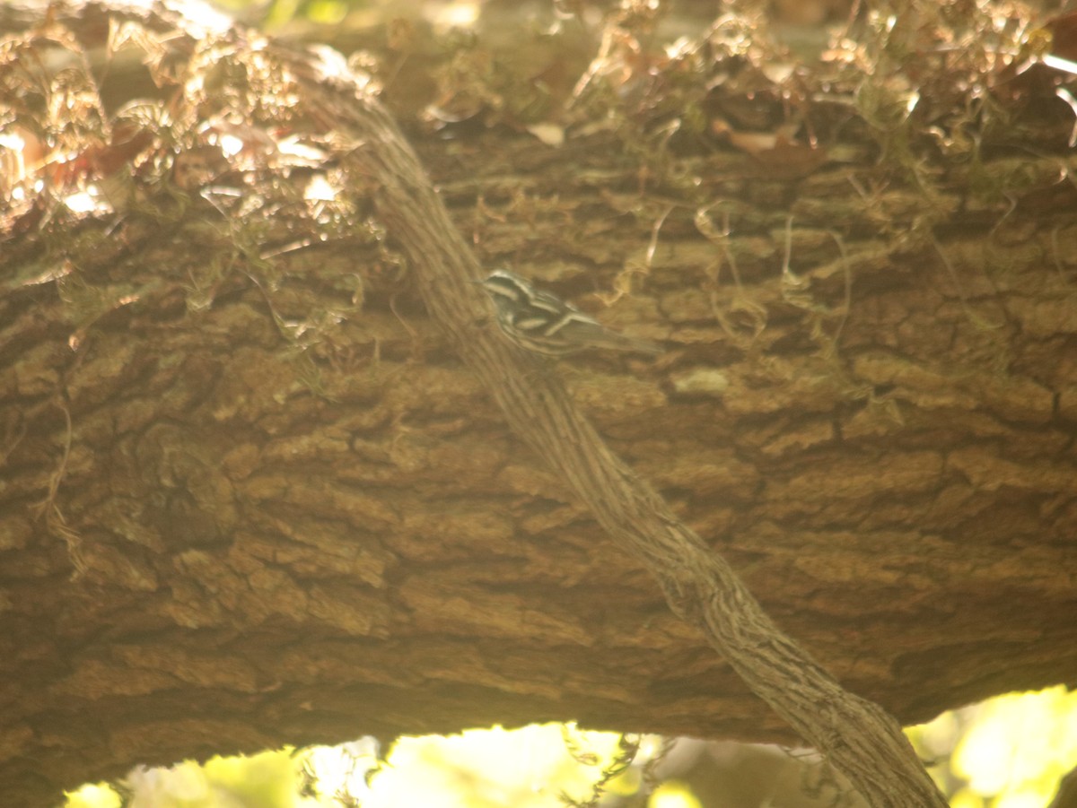 Black-and-white Warbler - ML618660725