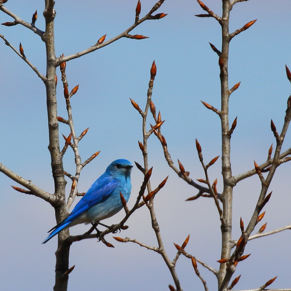 Mountain Bluebird - Douglas Faulder