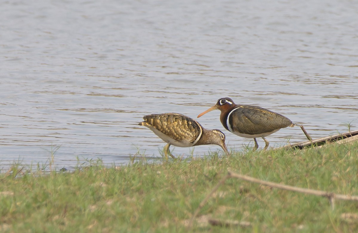 Greater Painted-Snipe - Andrew Pierce