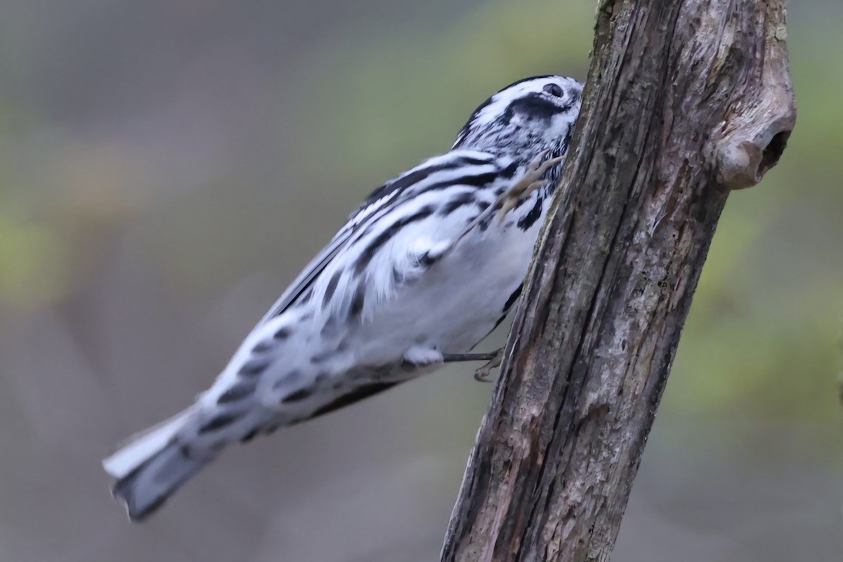Black-and-white Warbler - ML618660834