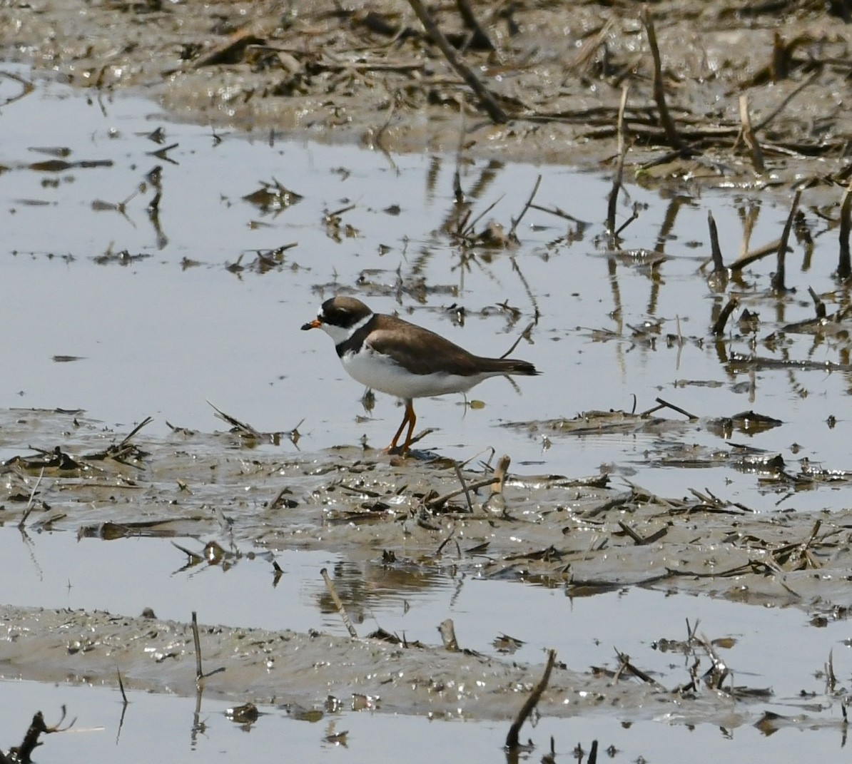 Semipalmated Plover - ML618660844