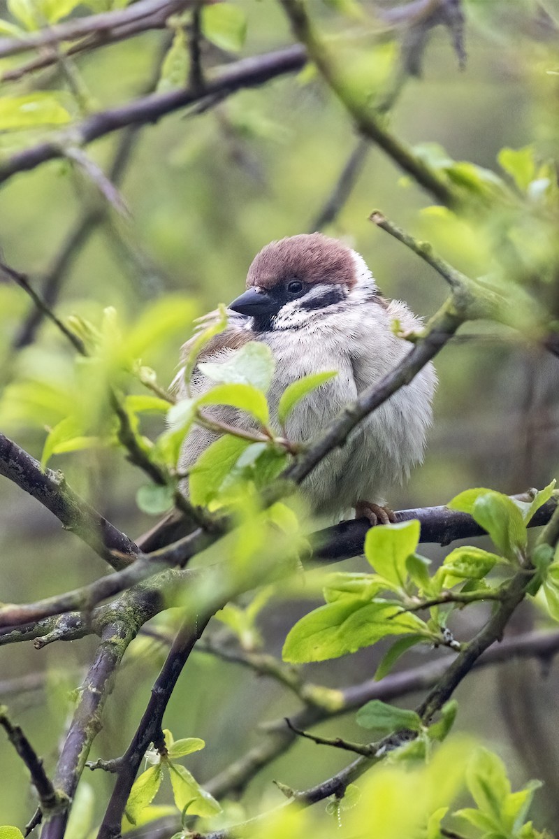 Eurasian Tree Sparrow - ML618660888