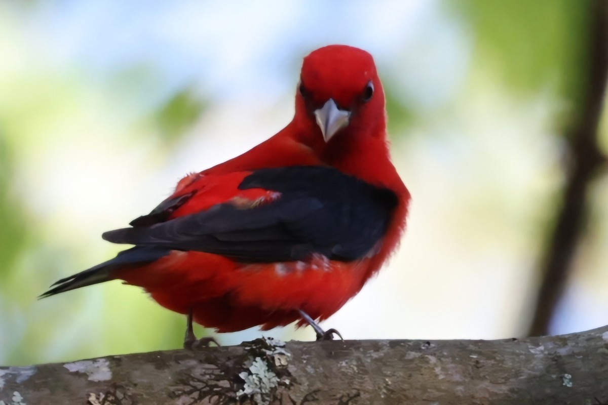 Scarlet Tanager - ML618660892