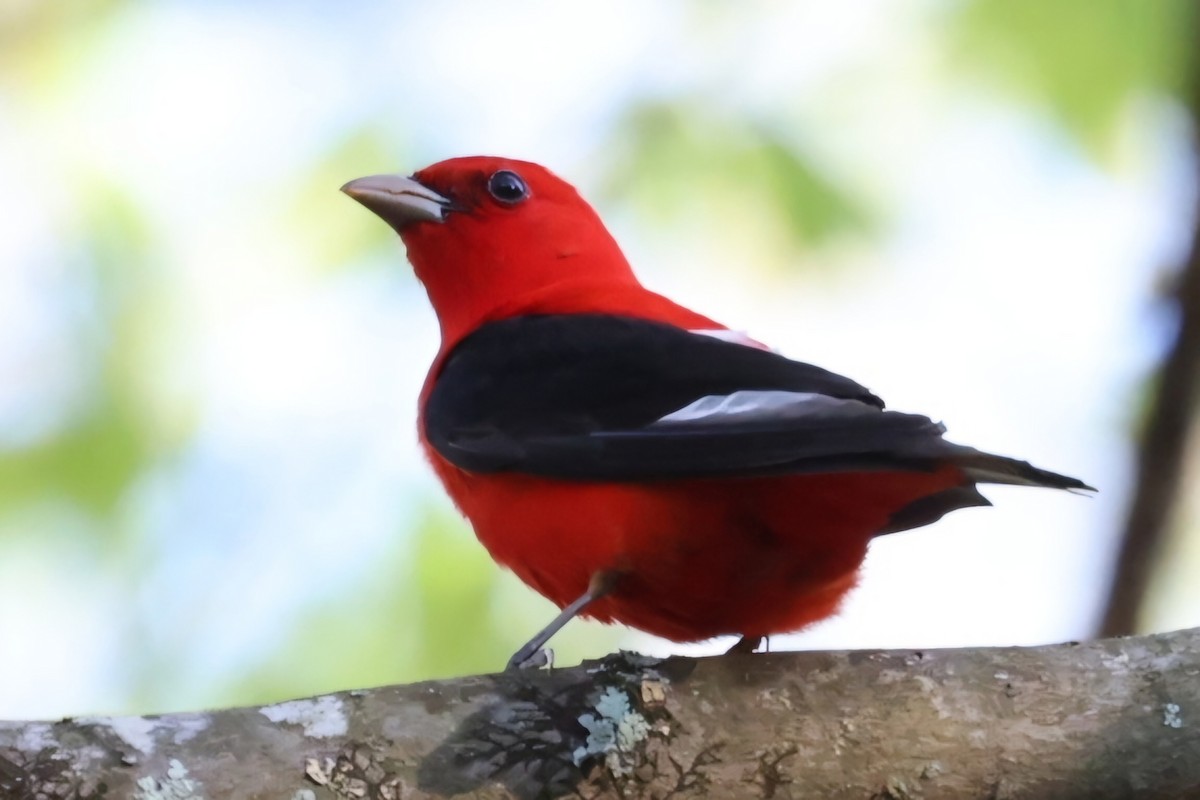 Scarlet Tanager - ML618660893