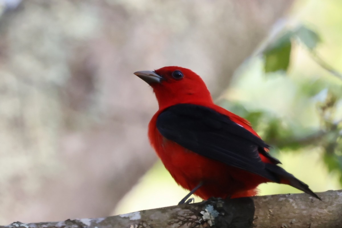 Scarlet Tanager - ML618660894