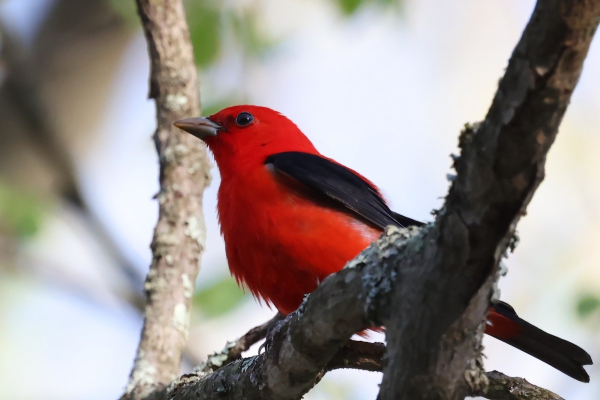Scarlet Tanager - ML618660895
