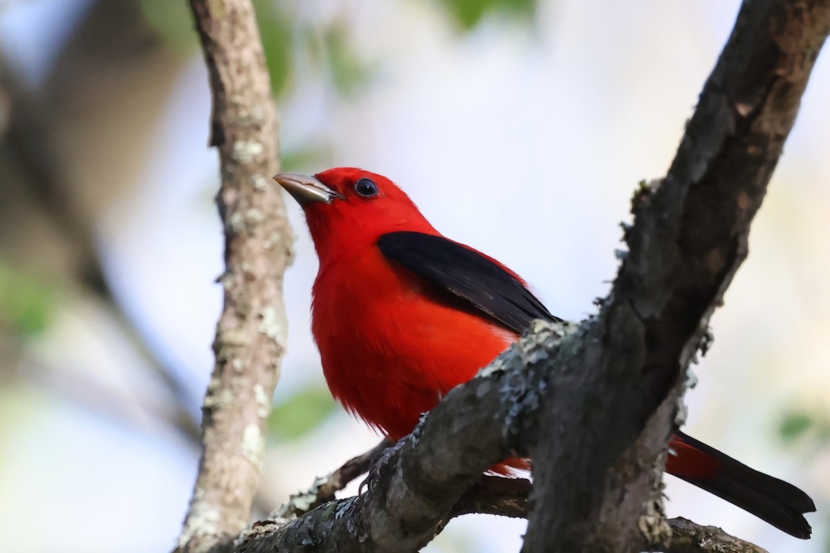 Scarlet Tanager - ML618660896