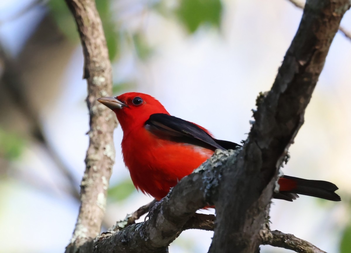 Scarlet Tanager - ML618660897