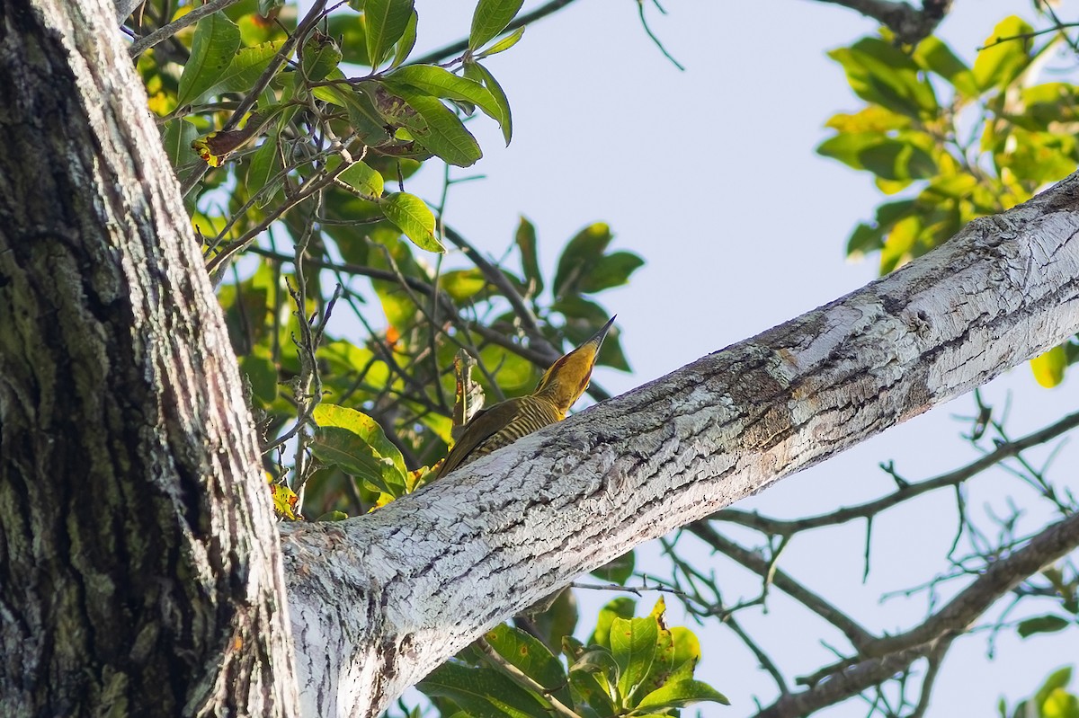 Golden-green Woodpecker (Atlantic) - ML618660906