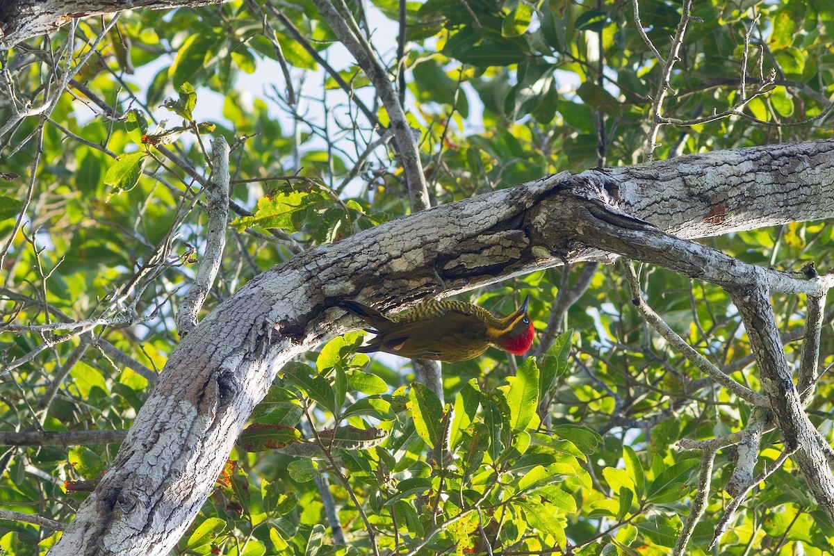 Golden-green Woodpecker (Atlantic) - ML618660907