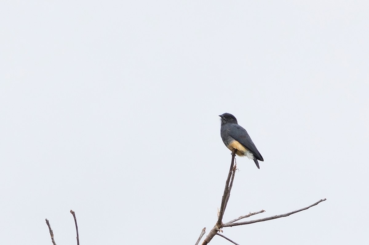 Swallow-winged Puffbird - ML618660912
