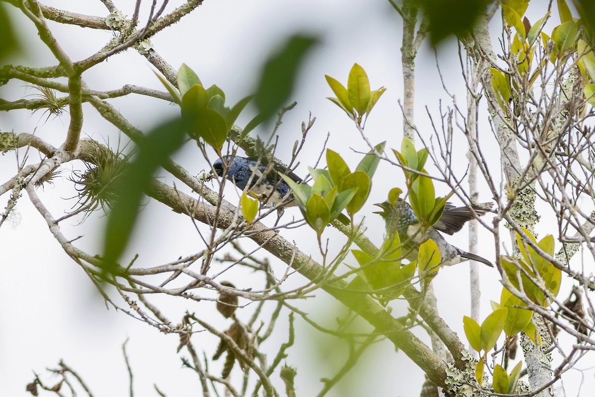 White-bellied Tanager - ML618660915