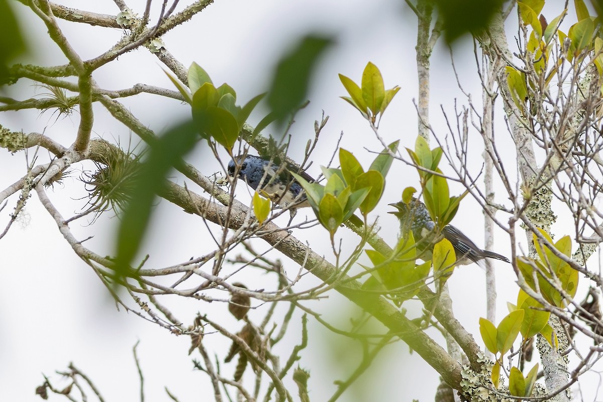 White-bellied Tanager - ML618660916
