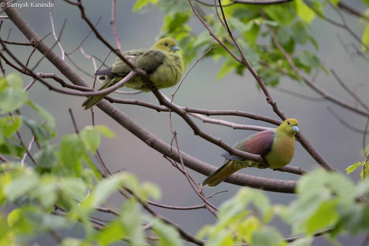 Wedge-tailed Green-Pigeon - ML618660919