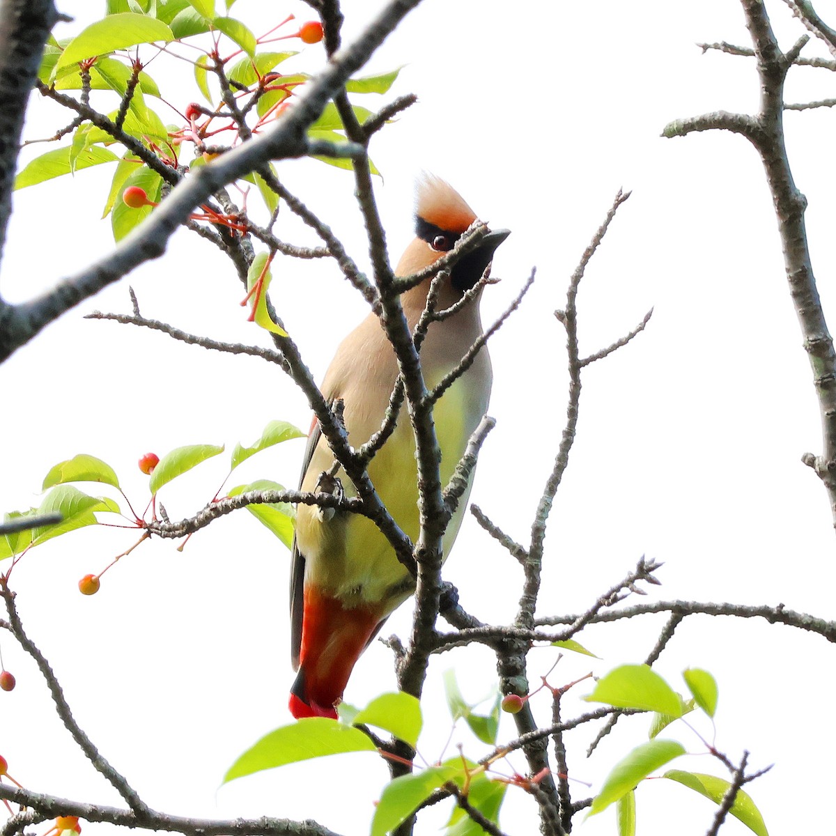 Japanese Waxwing - ML618660927