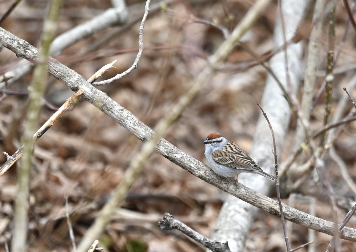 Chipping Sparrow - ML618660928