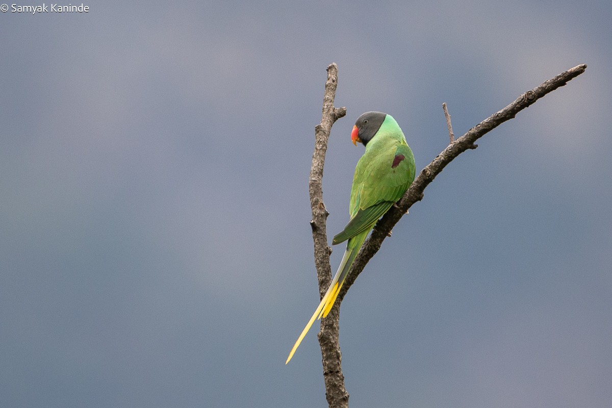 Himalaya Yeşil Papağanı - ML618660939