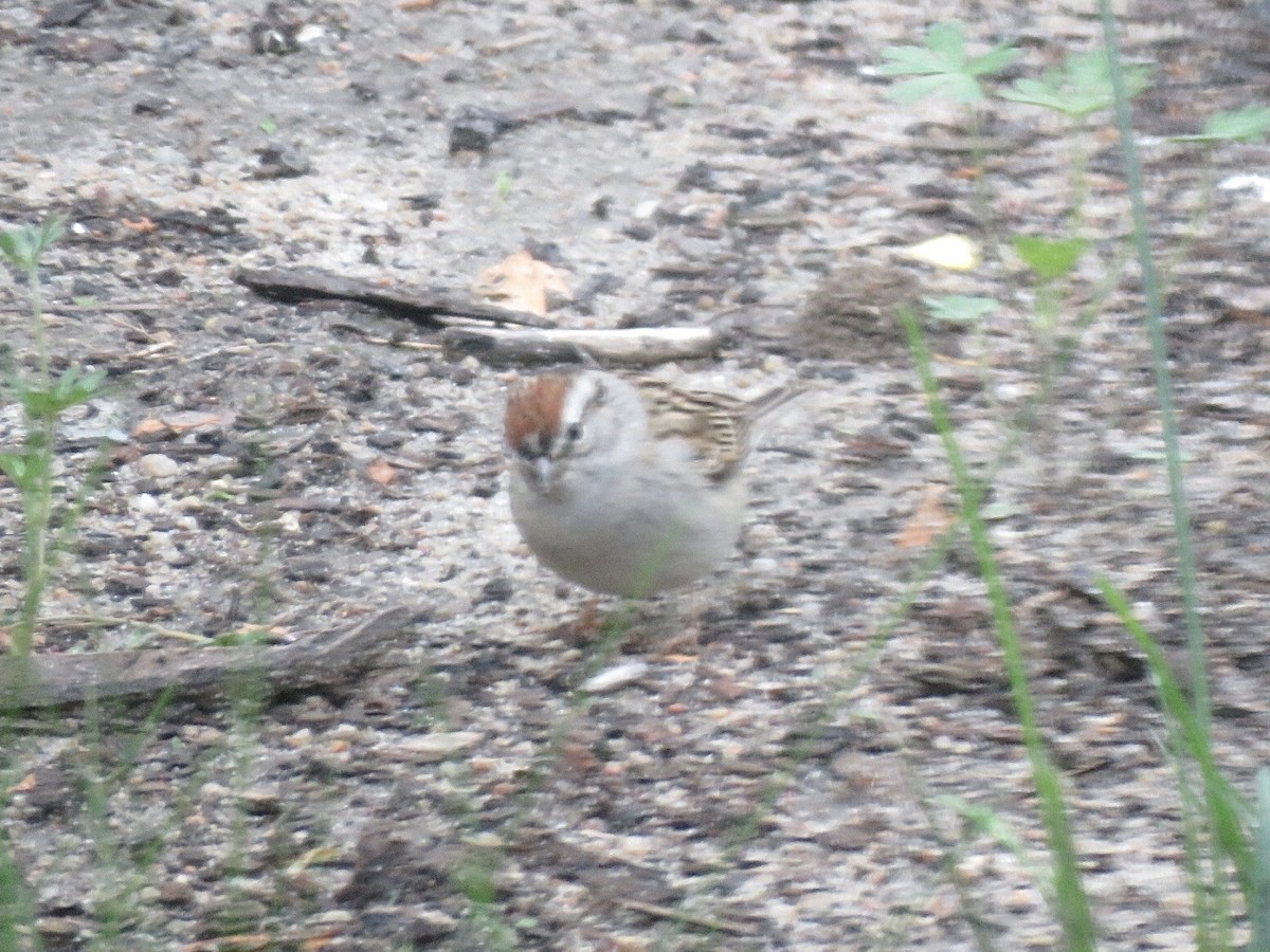 Chipping Sparrow - ML618660998