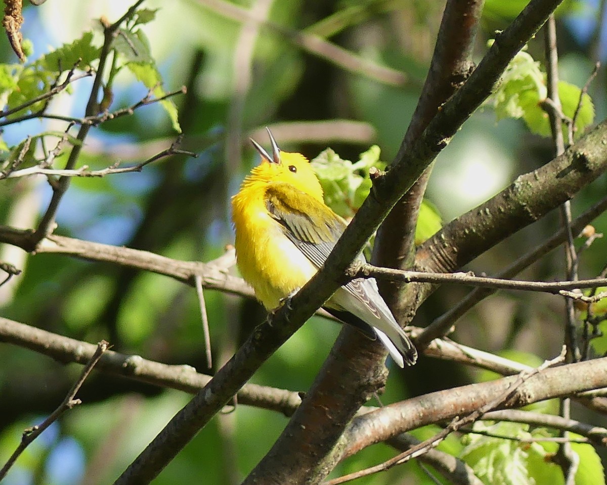 Prothonotary Warbler - ML618661050
