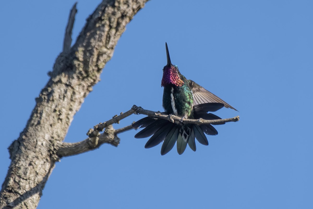 kolibřík fialovolímcový - ML618661053