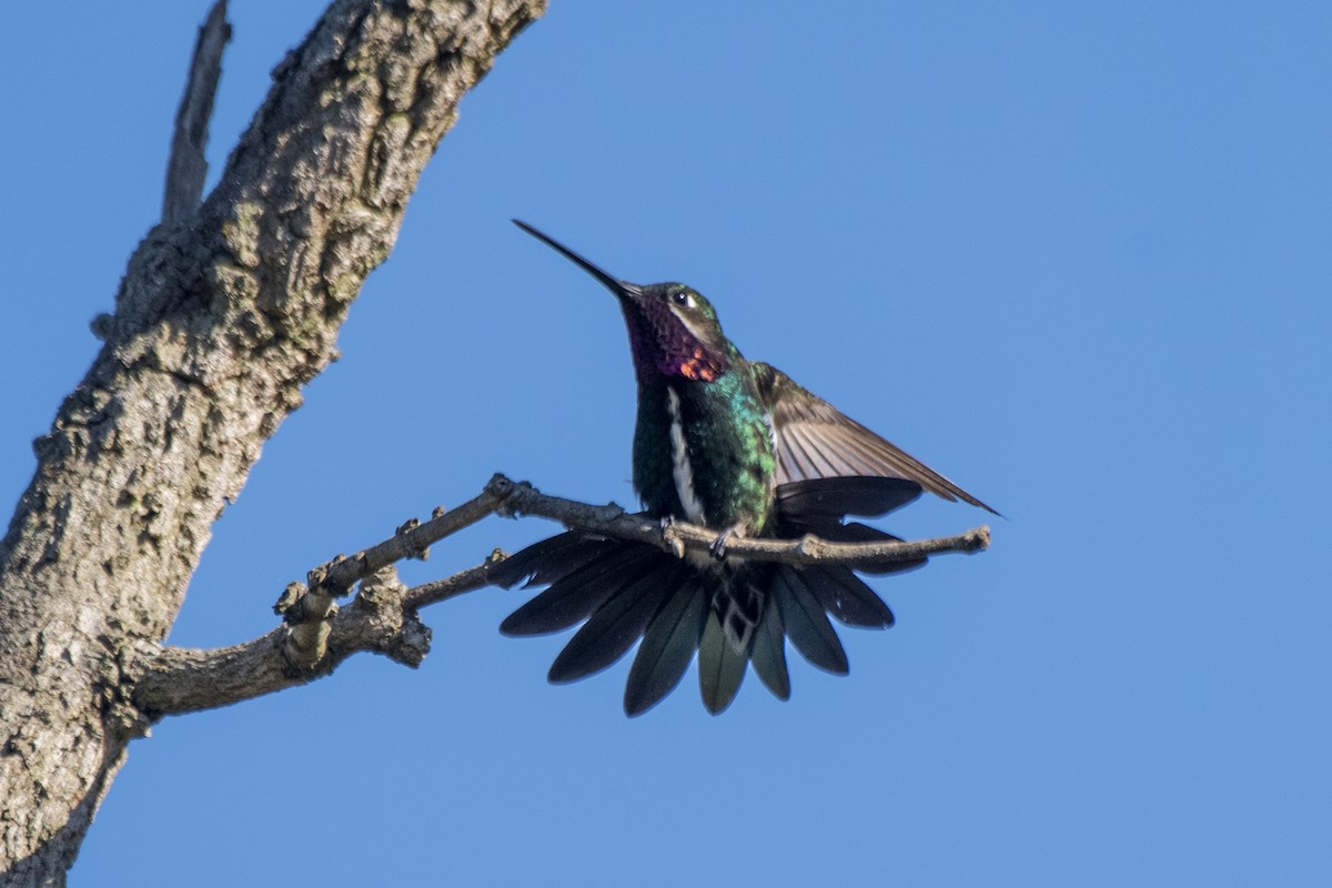 kolibřík fialovolímcový - ML618661054