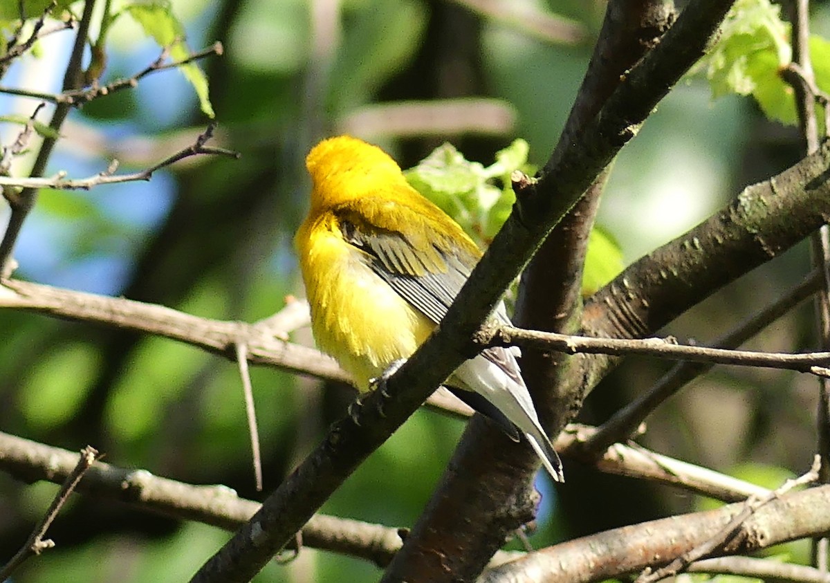 Prothonotary Warbler - ML618661059