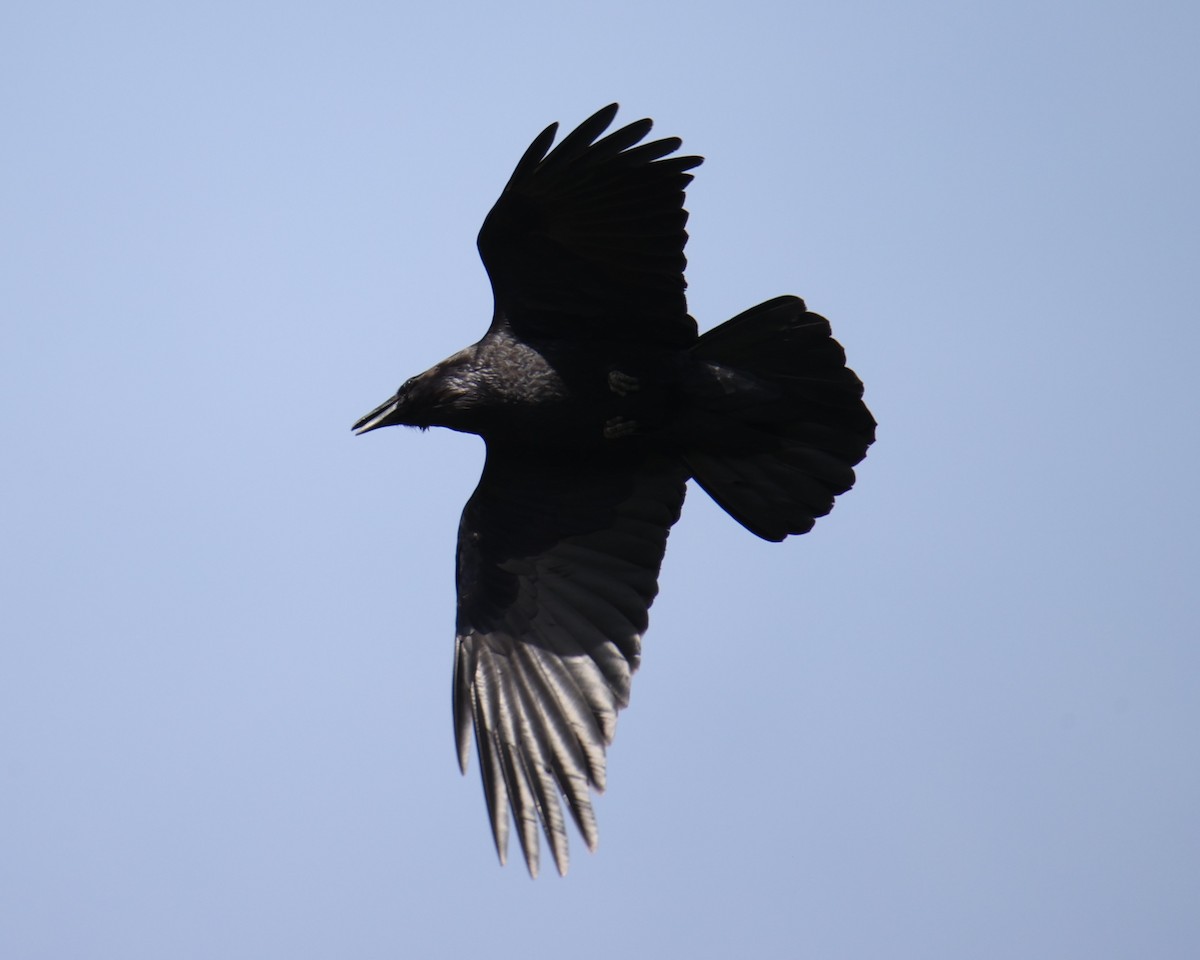 Common Raven - ML618661062