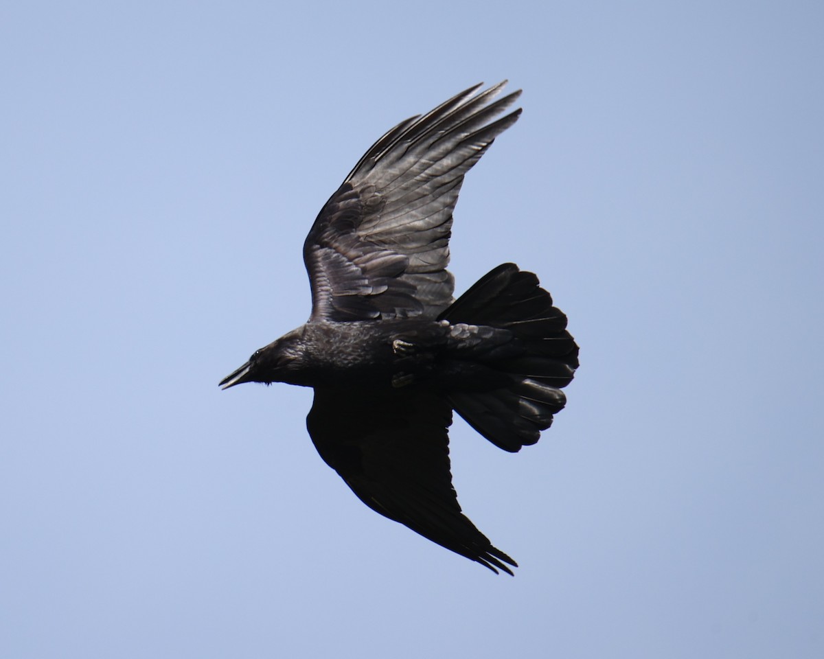 Common Raven - ML618661063