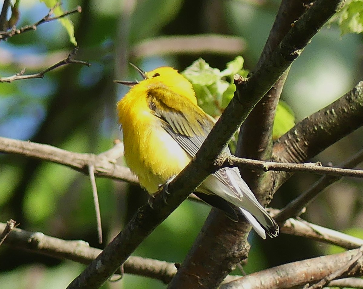 Prothonotary Warbler - ML618661069