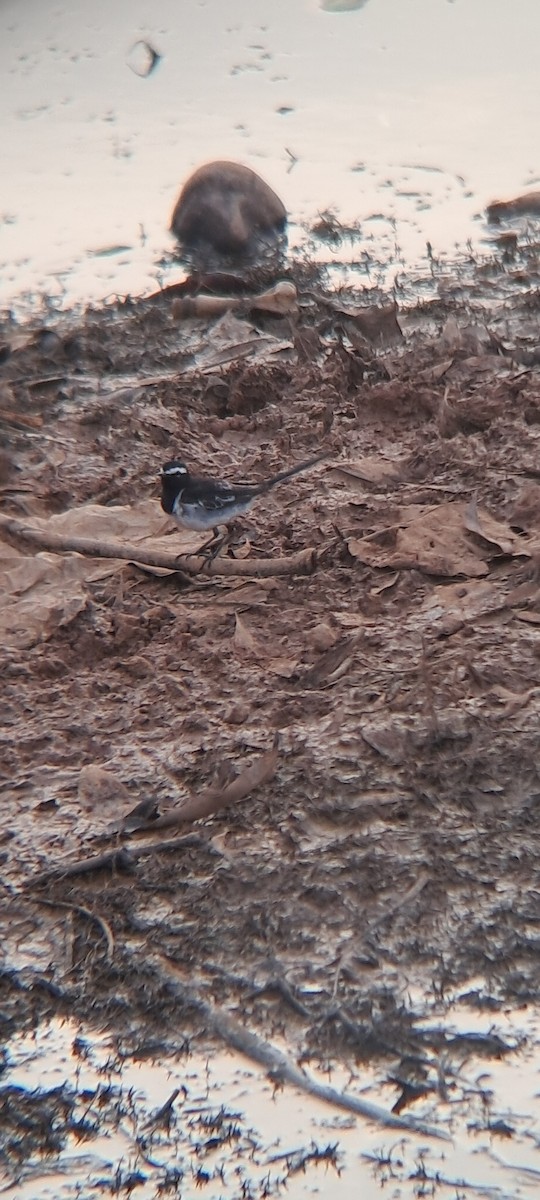 White-browed Wagtail - ML618661093