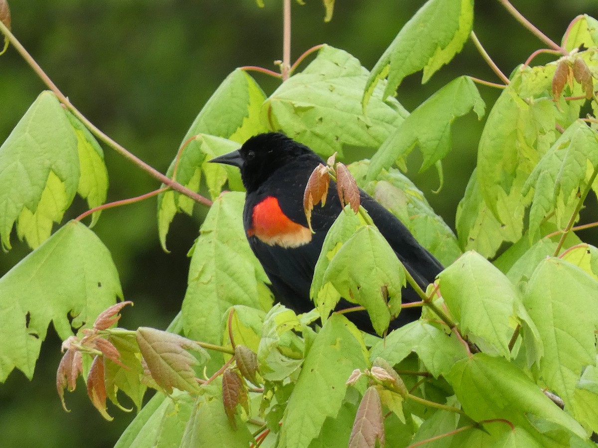 Red-winged Blackbird - ML618661098