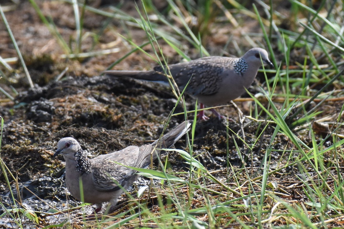 Spotted Dove - ML618661108