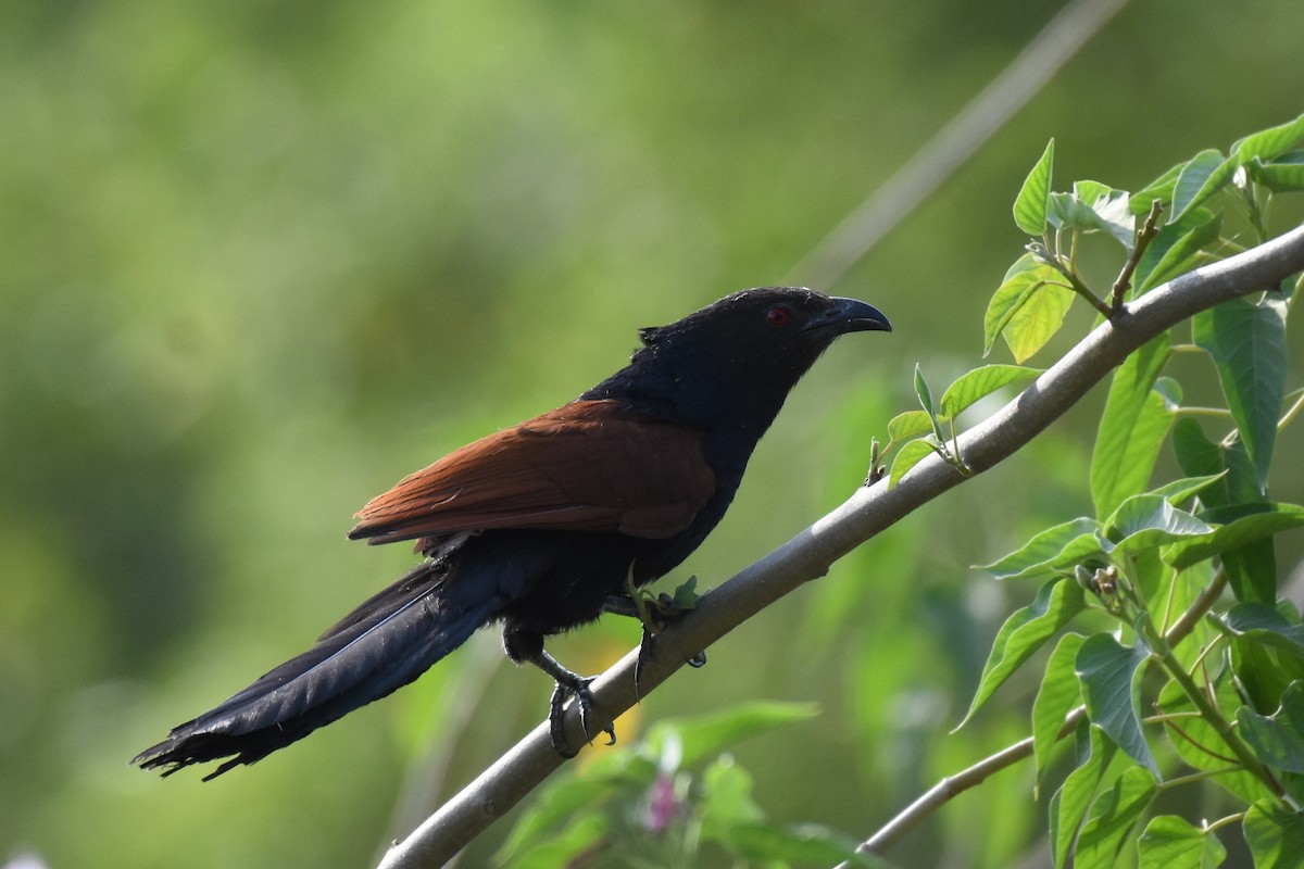 Greater Coucal - ML618661187