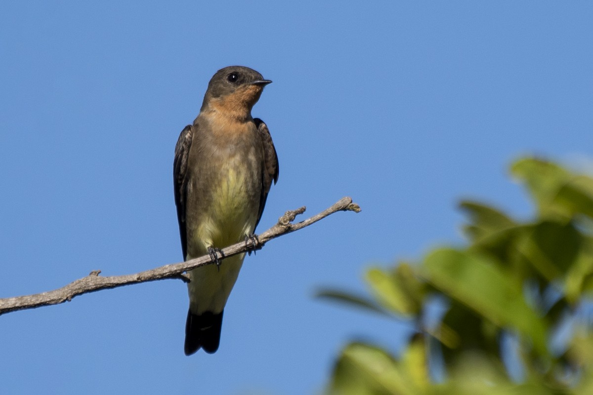 Southern Rough-winged Swallow - ML618661190