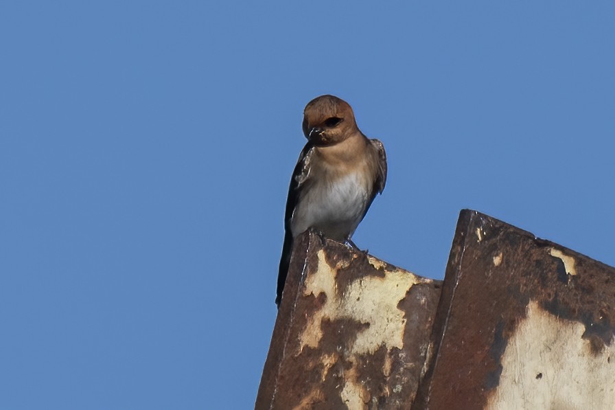 Tawny-headed Swallow - ML618661198