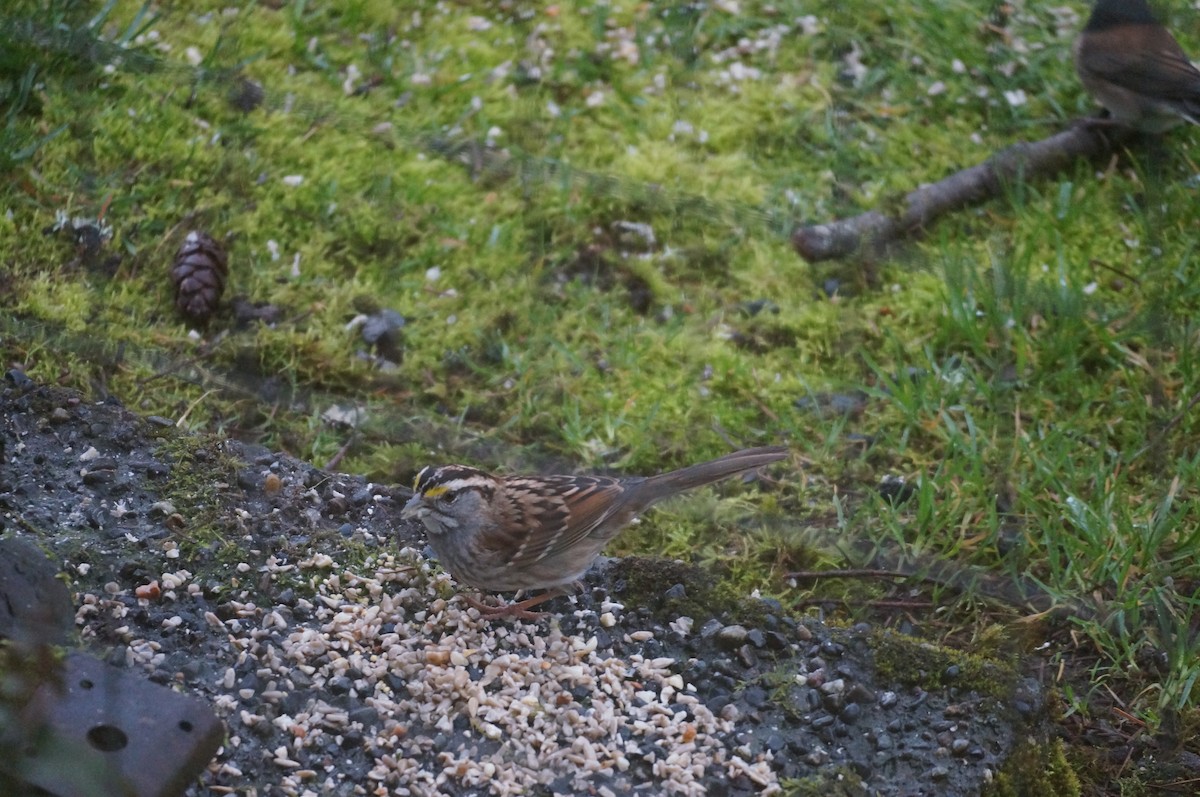 White-throated Sparrow - ML618661238