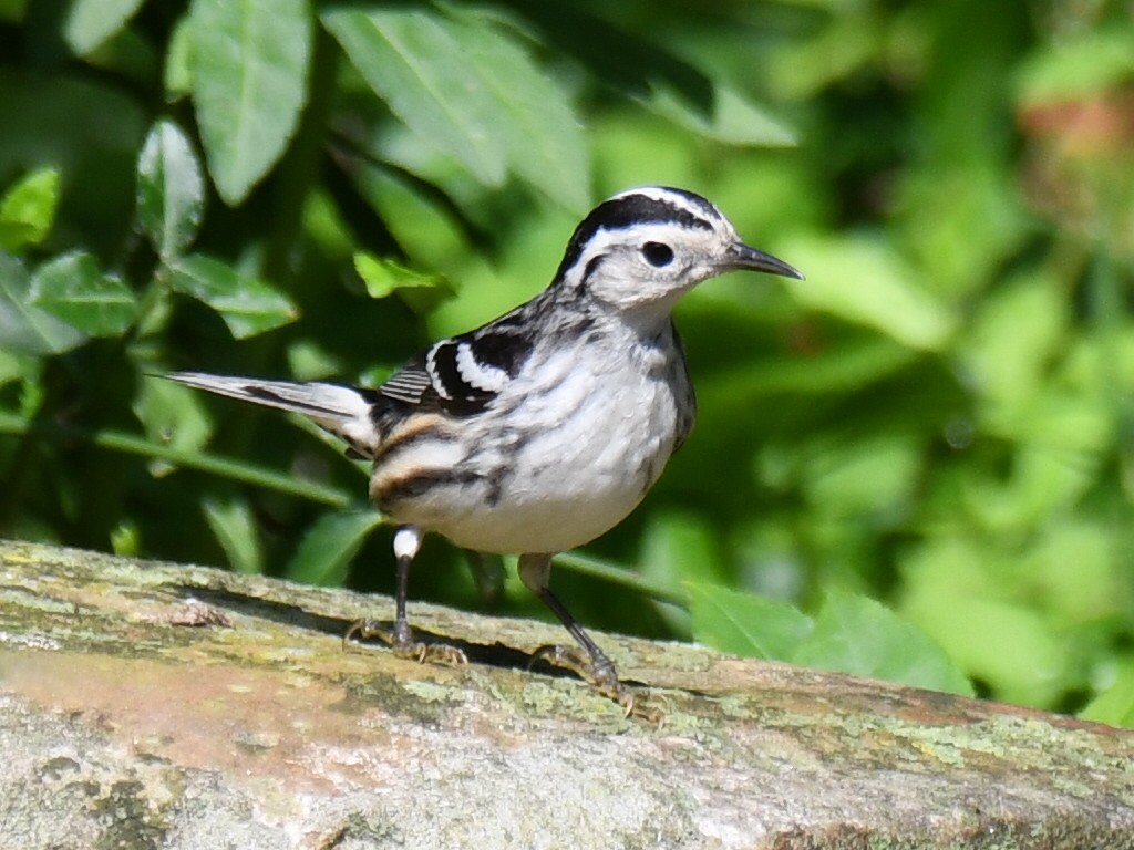 Black-and-white Warbler - ML618661252