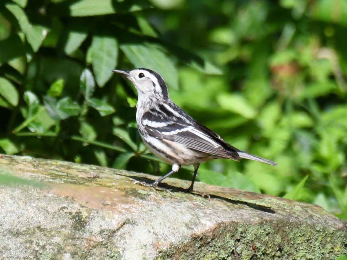 Black-and-white Warbler - ML618661253