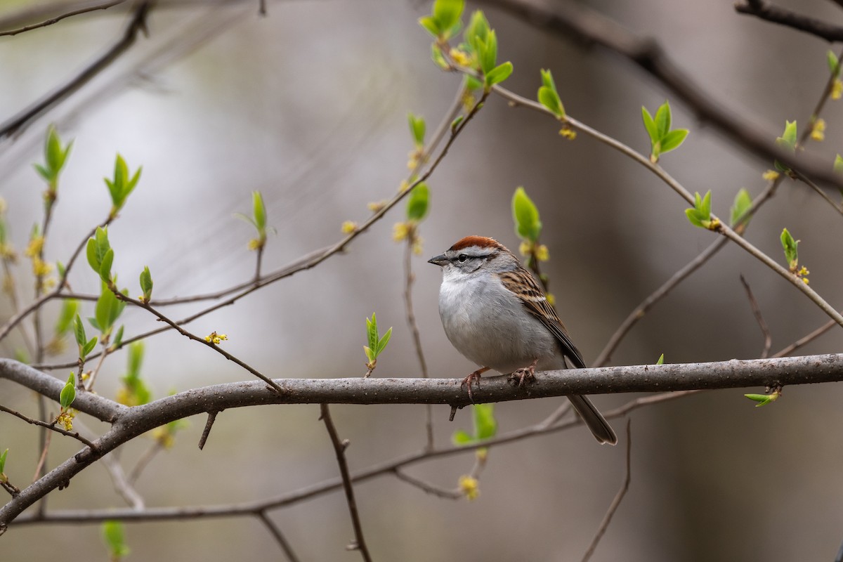Chipping Sparrow - ML618661266