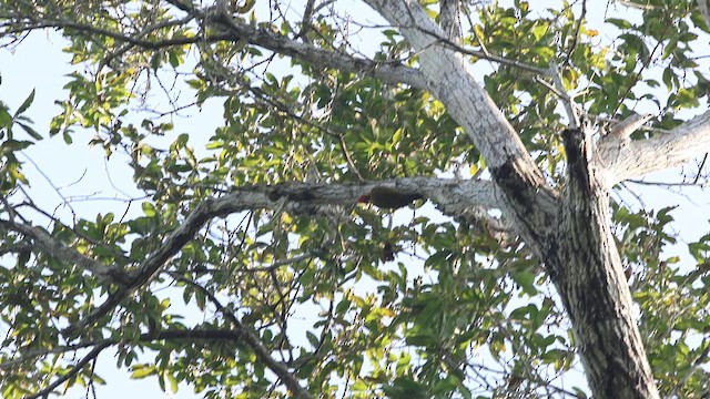 Golden-green Woodpecker (Atlantic) - ML618661269