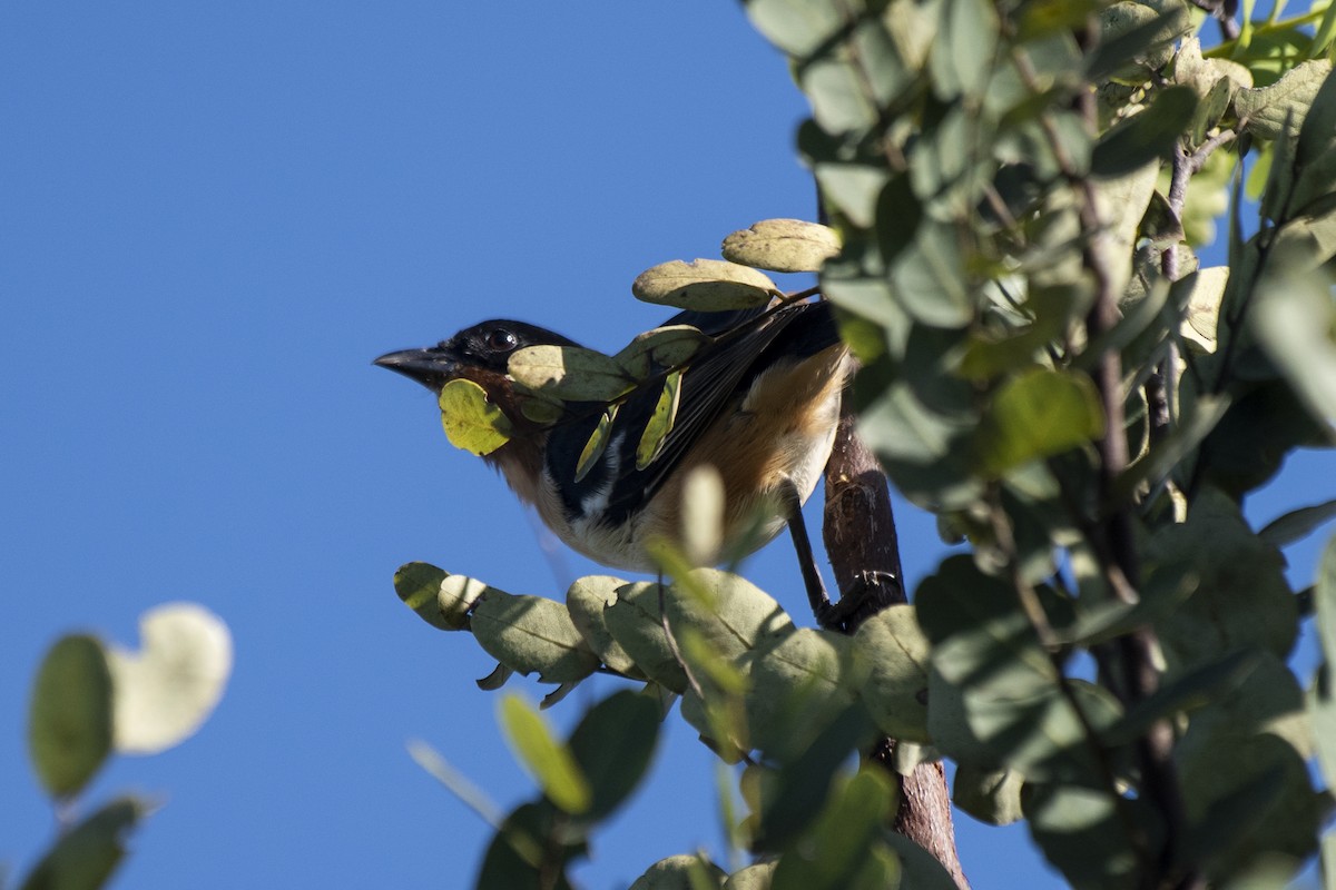 White-rumped Tanager - ML618661301